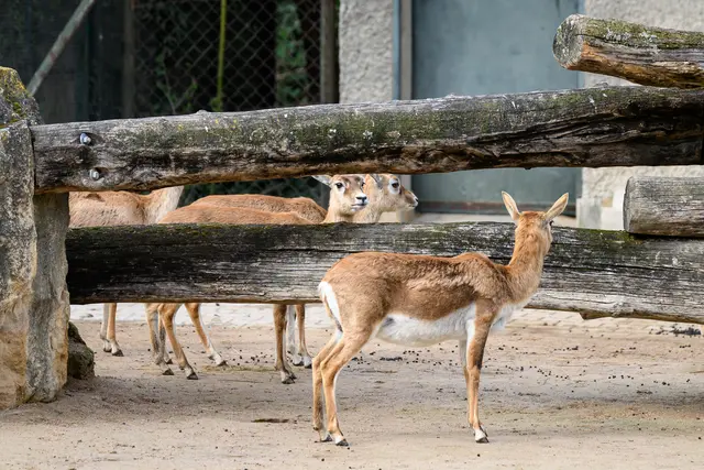 Eine Bluttat bei den Hirschziegenantilopen in Schönbrunn sorgt für großes Aufsehen. Die Tierschutzorganisation PETA hat sogar eine Belohnung für Hinweise ausgelobt. | Foto: APA-Images / APA / MAX SLOVENCIK