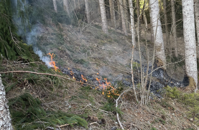 Baum stürzt in Ratschach auf Stromleitung