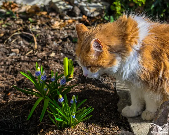 Es war eine stille Begegnung in einem kleinen Winkel von Rattenberg. 

Wir hielten beide inne – sie vor der Blüte, ich vor diesem Anblick. 

In diesem Moment spürte ich einen Zauber, der keine Worte braucht, um die Seele zum Leuchten zu bringen.

Herzliche Frühlingsgrüße 
Janet Bleiker
