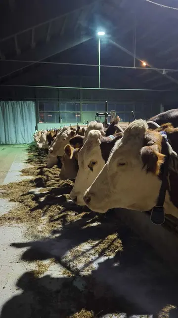 Ihre "Mädels" | Foto: Privat