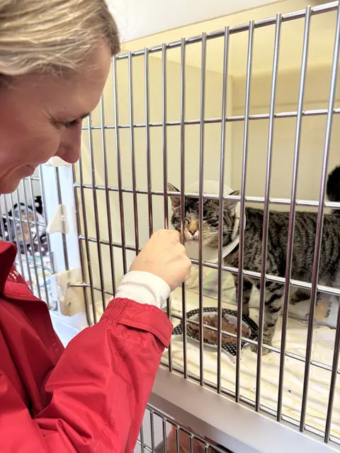 Lela ist schwerveletzt, aber eine sehr freundliche und verschmuste Katze. Sie sucht in ca. sechs Wochen ein neues Zuhause als Wohnungskatze. | Foto: Bischof