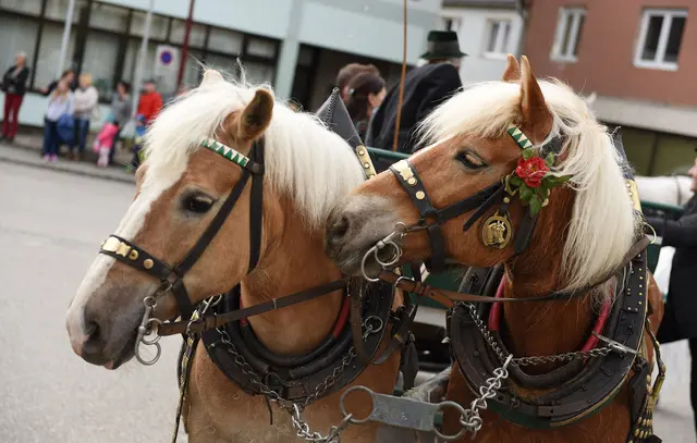 In Bad Ischl findet auch 2026 ein Georgiritt statt. | Foto: Smarterpix/Spitzi (Symbolfoto)