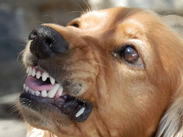 Laut Verfassungsgerichtshof hätte der damalige Tierschutzminister Johannes Rauch die Schutzhundeausbildung nicht verbieten dürfen. (Symbolbild) | Foto: pixabay.com
