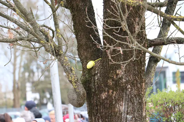 Gut versteckt - und doch gefunden. Wer ein Plastik-Ei gefunden hatte, konnte sich noch auf die Suche nach 5 goldenen Eiern machen.  | Foto: Edith Ertl