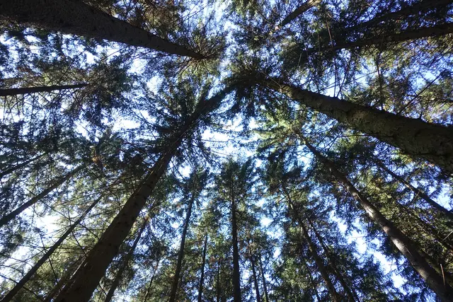 Frühlingshafte Wälder laden aktuell viele Menschen zu Outdoor-Aktivitäten ein. Gleichzeitig ist diese Zeit für Tiere besonders sensibel. | Foto: Alpenverein/Ingo Stefan