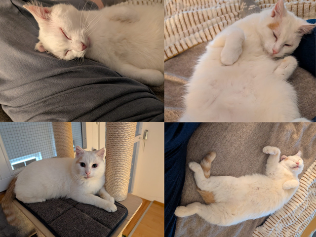 Wer gibt diesem Kater eine zweite Chance?