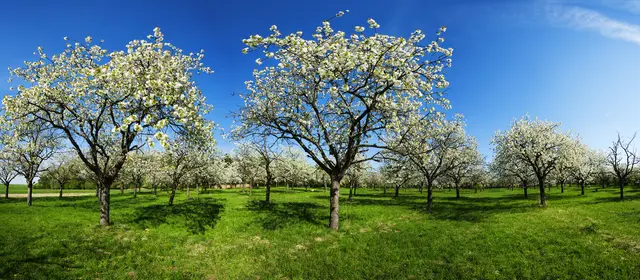 Immer weniger Streuobstwiesen in Österreich