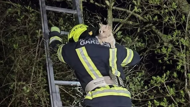 Feuerwehr Garsten rettet Katze „Snow Men“ aus Baumkrone