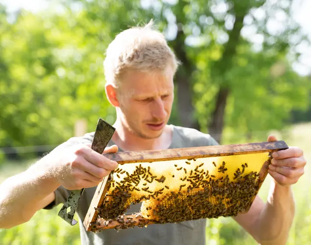 Obmann Christian Riepl: "Wenn sich Bienen nicht bedroht fühlen, zeigen sie auch kein aggressives Verhalten." | Foto: Bienenzuchtverein Ruden