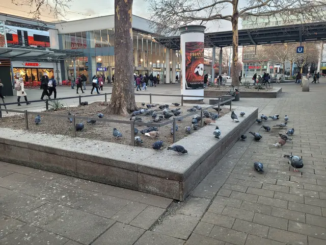 Die Tauben des Franz-Jonas-Platzes warten weiter auf den Taubenschlag