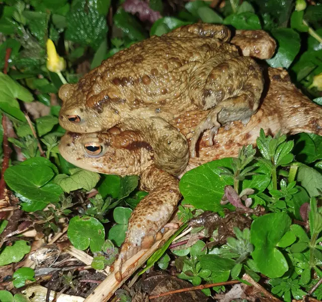 Krötenmännchen, welches sich auf einem Krötenweibchen anklammert. | Foto: Johannes Ploderer