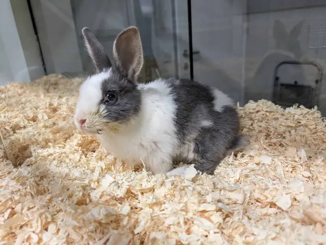 Aranyos wurde in einem Karton neben einem Müllcontainer gefunden. Das Kaninchen hatte eine schwere Beinfraktur. | Foto: Tierquartier Wien