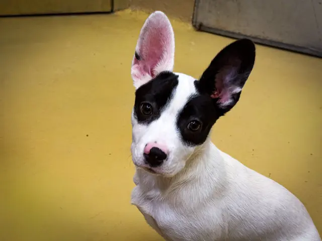 Welpe Sansa wartet auf ein großes Osterwunder in Österreich