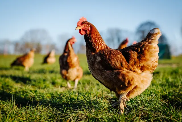 Geflügel darf wieder ins Freie nach der Aufhebung der Stallpflicht. | Foto: stock.adobe.com/at/ Sonja