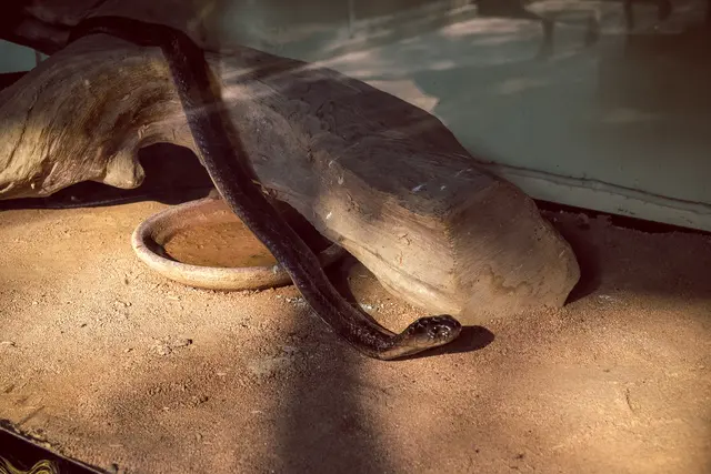 Unter anderem wurden verschiedene Natternarten gehalten. (Symbolfoto) | Foto: stock.adobecom/at/Alex Vons