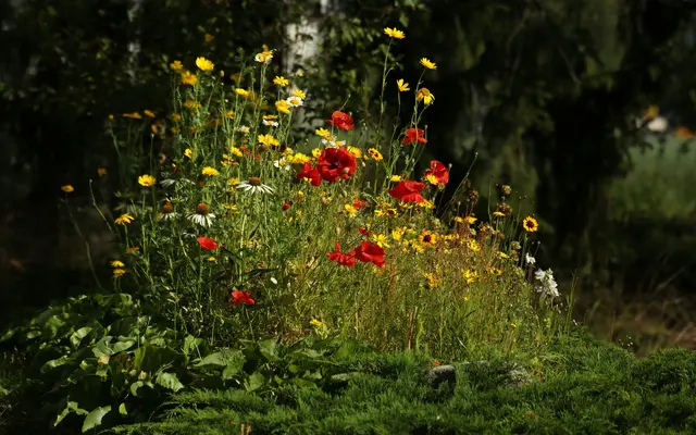 Wilde Wiesen sind zudem eine deutlich bessere Wahl als kurz gemähte Rasenflächen, da sie vielen Insekten, Vögeln und anderen Kleintieren Lebensraum und Nahrung bieten. (Symbolfoto) | Foto: Unsplash/Elisa