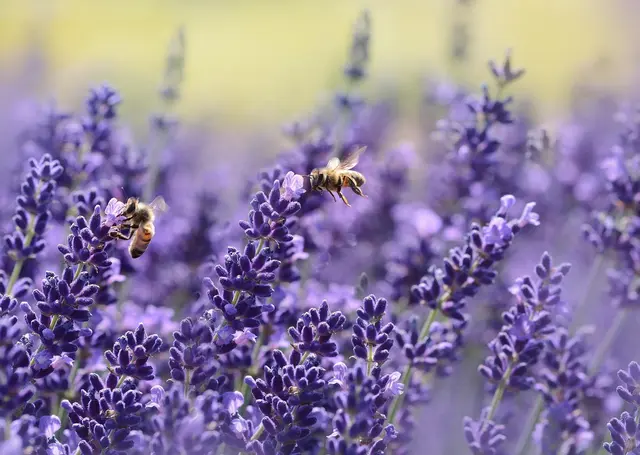 Im Blumenkisterl auf dem Balkon eignen sich laut WWF etwa Lavendel, Steinkraut, Krokus oder Blaustern. (Symbolfoto) | Foto: pixabay / castleguard