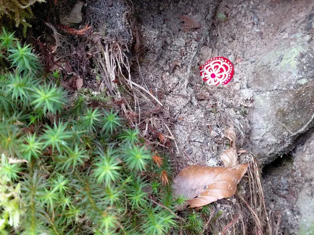 Einen kleinen Wanderstein abgelegt  | Foto: H.Bachinger