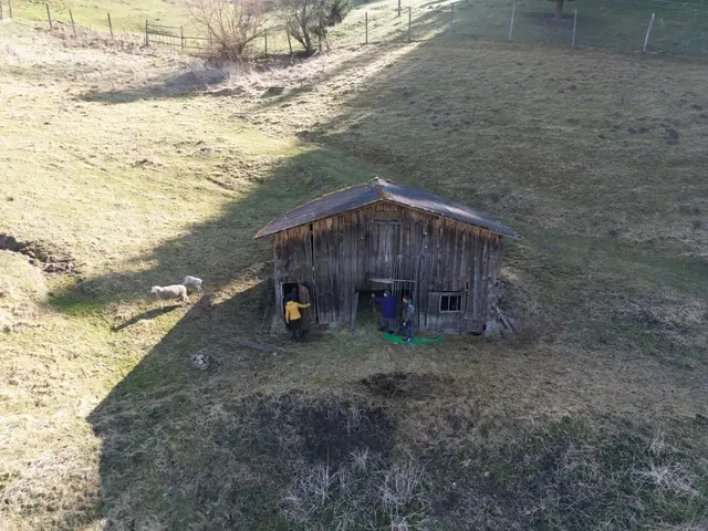 Entlaufenes Kalb konnte sicher eingefangen werden
