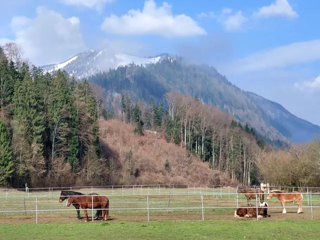Dorf der Tiere  | Foto: H.Bachinger