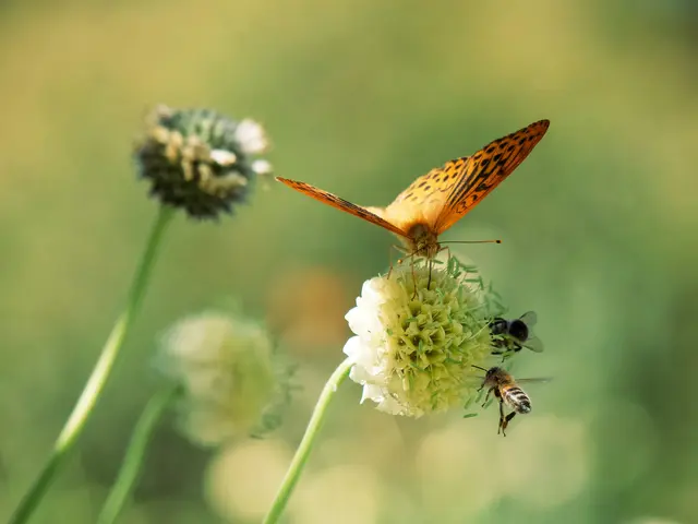 Der WWF Österreich gibt einfache Tipps, wie der grüne Rückzugsort gestaltet werden kann, um die Biodiversität zu fördern. (Symbolfoto) | Foto: Unsplash/Sies Kranen