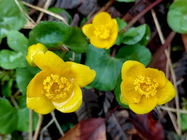 Dotterblumen | Foto: H.Bachinger
