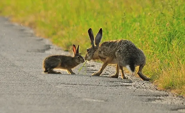 Hände weg: Junge Hasen sind gleich mehreren Gefahren ausgesetzt. Das Muttertier versorgt sie mit der so wichtigen fettreichen Milch. | Foto: Steirische Landesjägerschaft
