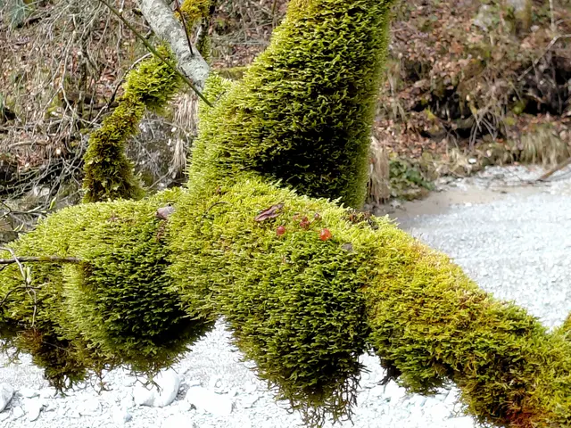 Dicker mit Moos bewachsen | Foto: H.Bachinger