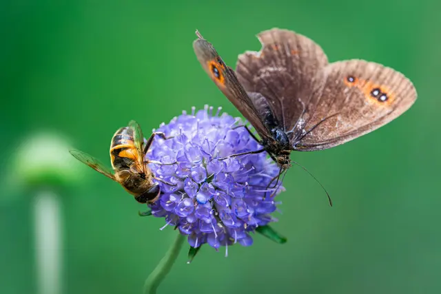 (Symbolfoto) | Foto: Unsplash/Luca Cavallin