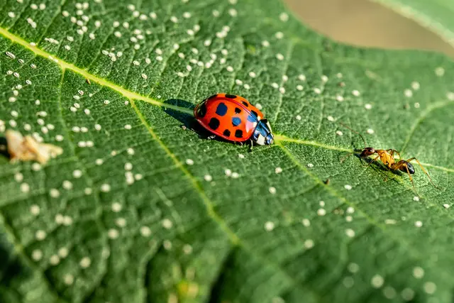 (Symbolfoto) | Foto: Unsplash/Kaan Uluer
