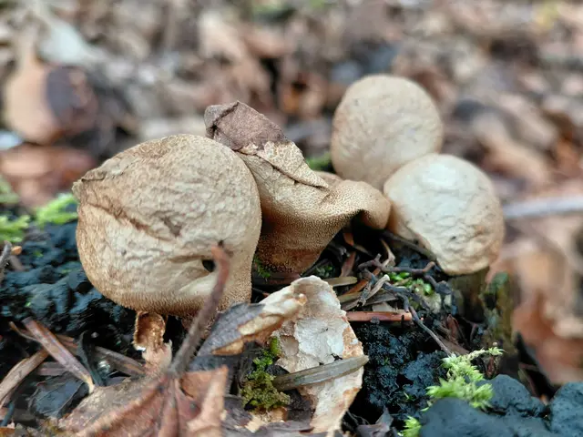 Stäubling | Foto: H.Bachinger