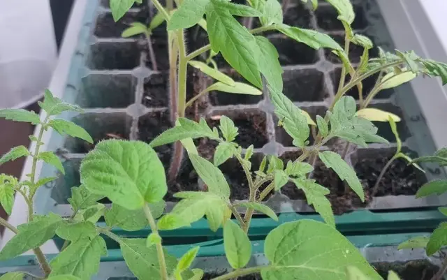 Einladung zum Flohmarkt