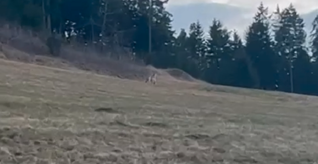 Angehende Jägerin sichtete Wolf in Unterzeiß