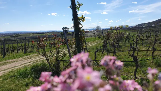 Schönstes Wetter, perfekte Temperaturen | Foto: Philipp Steinriegler