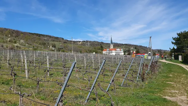 Klassiker, immer wieder schön. Mit den Weinreben dann aber noch schöner | Foto: Philipp Steinriegler
