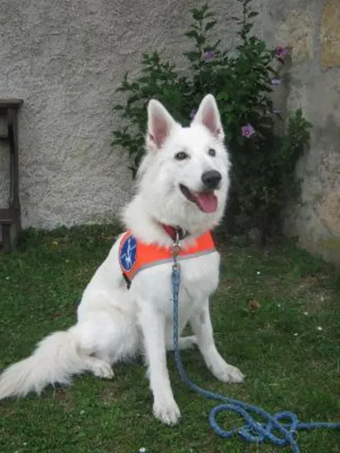 Die Finanzierung vom Blindenführhund