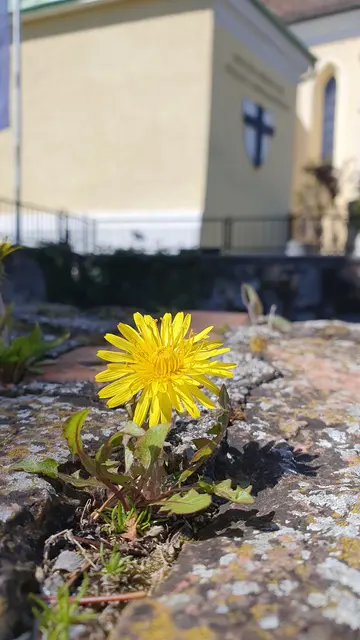 Die Kraft der Natur, der Löwenzahn sprießt aus der Mauer in Gumpoldskirchen | Foto: Philipp Steinriegler