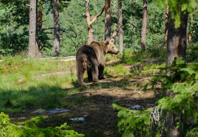 Im Gemeindegebiet von Ried im Oberinntal wurden im Bereich einer Wildtierfütterung am Wochenende Spuren nachgewiesen, die auf die Präsenz eines Bären schließen lassen. | Foto: Symbolbild: Pixabay
