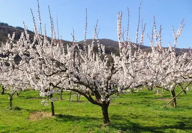 Die herrlich blühenden Marillenbäume in der Wachau sind ein Blickfang.