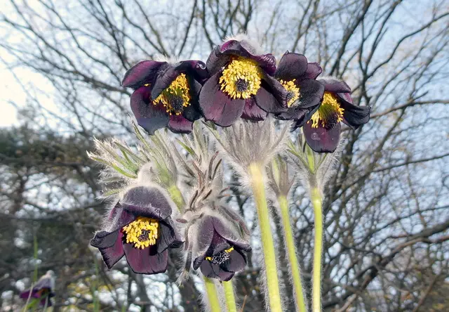 Die Schwarze Kuhschelle blüht auf dem Trockenrasen des Michaeler Berges.