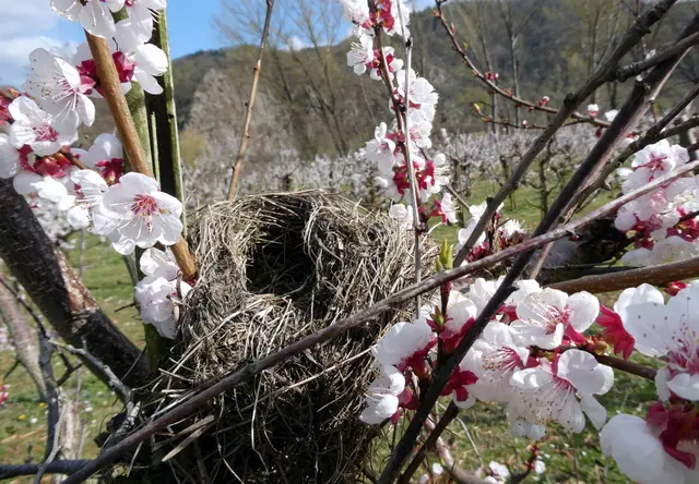 Marillenbaum mit einem Vogelnest in einer Astgabel
