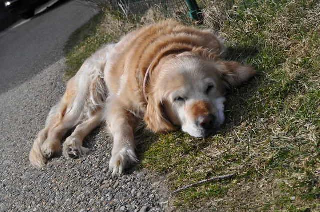 TV-Dokumentation Straßenhunde Europa (15.04.26)