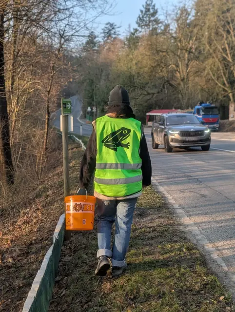 Mit Kübeln werden die Tiere auf die andere Straßenseite gebracht.  | Foto: Verein Gegen Tierfabriken