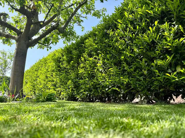 Eine dichte Hecke sorgt für eine lebendige Atmosphäre. | Foto: adobe.stock