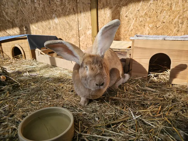 Kaninchendame sucht Zuhause