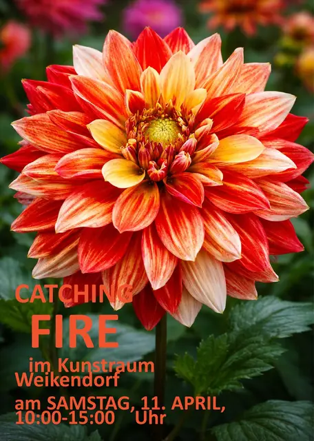 Dahlien für die Weikendorfer