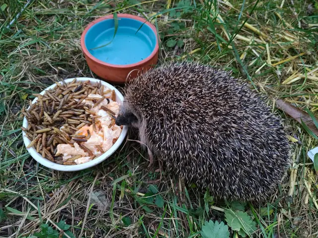 So wird ihr Garten zum sicheren Lebensraum für dieses Tier