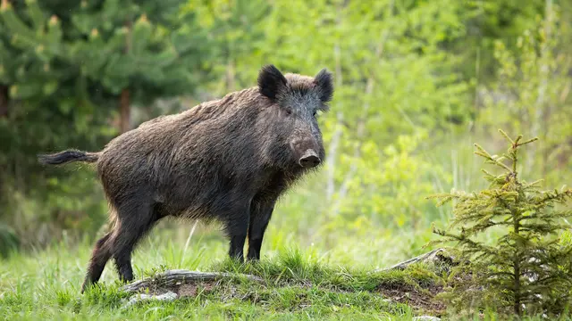 Bis heute ist der regelmäßige Verzehr von Wildschweinfleisch aufgrund möglicher Strahlenbelastung nicht empfohlen. | Foto: Smarterpix/JakubMrocek