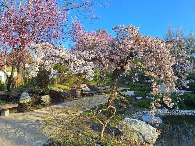 Der Setagayapark wird zur Frühlingszeit zum bunten Blütenmeer.  | Foto: Christa Posch