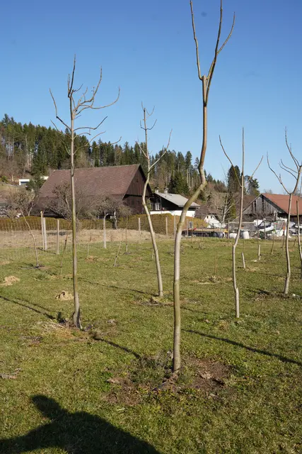 Ebner pflanzt auch diese schnellwachsenden Bäume an, die unter anderem für die Herstellung von Instrumenten oder Sportartikel verwendet werden.  | Foto: Mein Bezirk/Birgit Gehrke